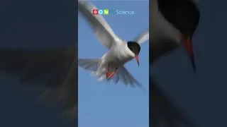 Thumbnail: Birds in a Blink! #shorts