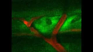 Thumbnail: 3D Image Stack of Blood Flow in a Live Mouse