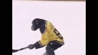 Thumbnail: Jack the Chimpanzee is practicing to play with Brad Marchand next season 🐵