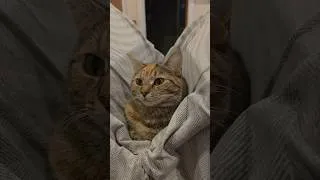 Thumbnail: Tree sitting!😺🌳