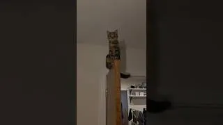 Thumbnail: Doorsitting!😺🚪 #cat #kitten #catlife #cute #chat