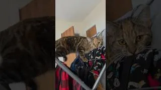Thumbnail: Climb time!😺🐾 #cat #kitten #catlife #cute #chat #kitty #animals #pets