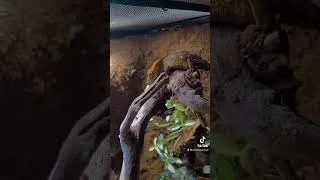 Thumbnail: Crested Gecko Bioactive Enclosure
