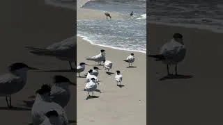 Thumbnail: Royal Terns Resting on the Beach | South Pacific Beach San Diego