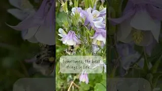 Thumbnail: Very much enjoyed watching this bumble bee earlier ❤️