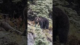 Thumbnail: SCARY!! When you unexpectedly photograph a GRIZZLY BEAR in Glacier National Park