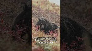 Thumbnail: When a grizzly bear sneaks up on you after you snack on some huckleberries