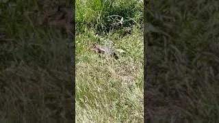 Thumbnail: Golden Mantled Ground Squirrel