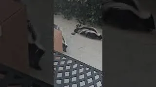 Thumbnail: SKUNKS outside my Tiny Home!! 🦨 |  Nicole J. Butler