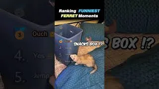 Thumbnail: Ranking FUNNIEST FOX MOMENTS Core Moments!! 🦊