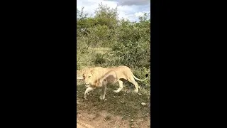 Thumbnail: Wild Lions filmed with iPhone #lions #shorts