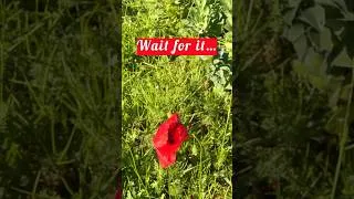 Thumbnail: Poppy field surprise! #monteriggioni #tuscany #tuscanyroadtrip
