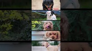 Thumbnail: Wagging Rights TV Show Promo