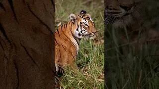 Thumbnail: Through the lens and into the wild 🐅