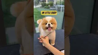 Thumbnail: Dog Lover 🐕❤️ | Shorts| #Shorts#dog#adorable#cute #nilaytchannel#youtubeshorts#viral video