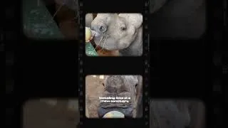 Thumbnail: Not your typical safari 🦏✨ #wildlifeconservation