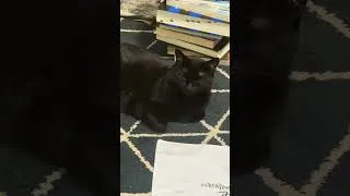 Thumbnail: Black cat likes to sleep with her head up #cats #blackcat #catvideos #catlife