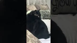 Thumbnail: A black cat’s reaction to the Super Mario movie #supermario #cats #catreaction