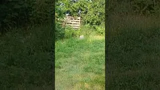 Thumbnail: Winchester Model 12 cut shell demonstration part 2