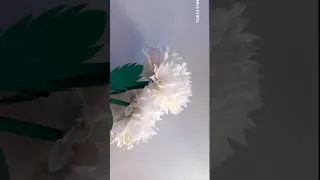 Thumbnail: how to make tissue paper flowers #diy #tissuepaperrose #flowers