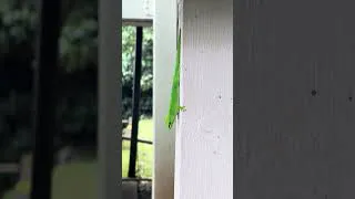 Thumbnail: These Day Geckos are all over Hawaii! I love it! #gecko #hawaii #fyp