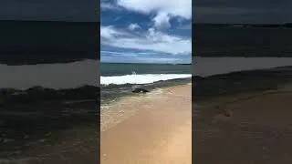 Thumbnail: SEA TURTLES! Stay tuned for tomorrow’s video! #seaturtles #hawaii #fyp