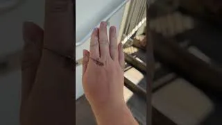 Thumbnail: This little gecko probably thinks I am a GIANT! 😅🦎 #gecko #reptiles #fyp