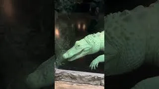 Thumbnail: Look how BIG Salt is! #reptiles #alligator #zoo