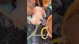 Thumbnail: are you eat jellyfish like this before? Was it delicious?