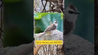 Thumbnail: Bird names are weird  #indiegame #cozygame #nature #birdwatching