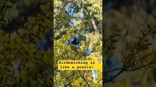 Thumbnail: Bird identification is a puzzle! 🦜  #indiegame #birdwatching #cozygame