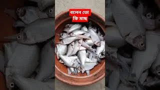 Thumbnail: বলেন তো কি মাছ #recipe #রান্না #মাছ #shorts