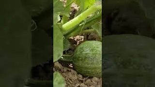 Thumbnail: CLEVER Watering Techniques Every Gardener Should Know