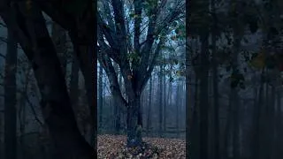 Thumbnail: Autumn is almost a memory now