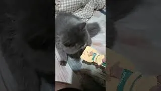 Thumbnail: To live like a cat 😸