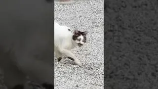 Thumbnail: Disrespectful cat disturbs a Japanese zen rock garden with his own zen 🙀#japan #cats