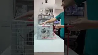 Thumbnail: New cage for treating cats!