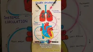 Thumbnail: DOUBLE CIRCULATION WORKING MODEL #studywithnoorjahan