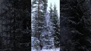 Thumbnail: Winter Survival Shelter Part1 #snow #bushcraft