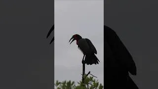 Thumbnail: The baritone of the bush choir 👣#wildlife #groundhornbill #birdphotography