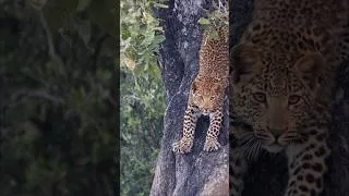 Thumbnail: The road to becoming a skilled hunter starts here 👣#WildlifePhotography #NatureLovers #SafariLife