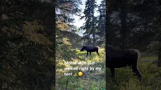 Thumbnail: Moose with Calf Walk Right by My Camp in Alaska #moose #alaska #outdoors