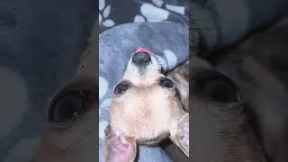 Thumbnail: Chicco the Chihuahua #cutedog #travelvlog #motorhometravel