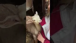 Thumbnail: I think I’ve created a little monster… 🐐🤍
