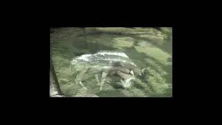 Thumbnail: Blank Park Zoo 1992