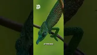Thumbnail: You won't believe how many chameleon species there are! #wildlife #amazing