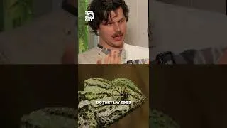 Thumbnail: You’ve Been Wrong About How Chameleons Reproduce #science #nature #shorts