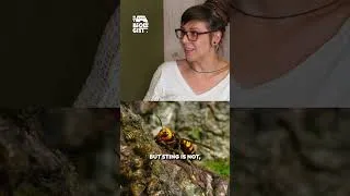 Thumbnail: The Ultimate Bee Defense Mechanism 🛡️🐝 #survival #insects #nature