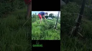 Thumbnail: Demoing the FLORIDA!!! Weave Trellis for Tomatoes!  #farming #shorts