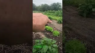 Thumbnail: A Good but Risky(?) Interplant for the Market Garden! #farming